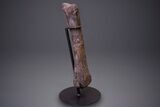 Hadrosaur (Hypacrosaurus) Tibia with Metal Stand - Montana #264990-1